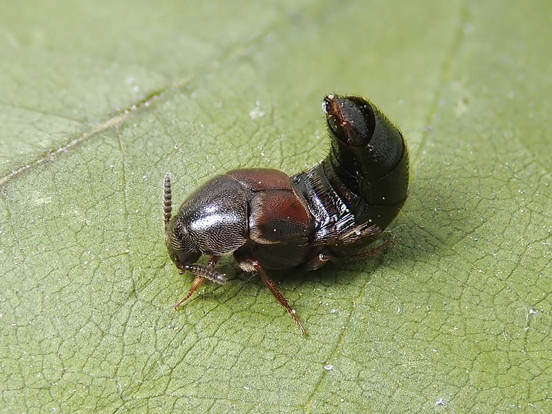 Staphylinidae: Aleochara curtula ??...S, ma...cfr.